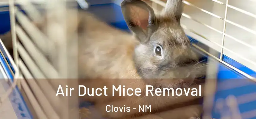 Air Duct Mice Removal Clovis - NM